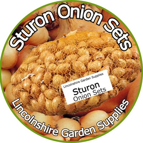 Onion Sets STURON Late Winter /Spring Planting in packs of 25 to 300