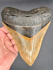Megalodon Shark Tooth 6.19 Serrated Fossil Shark Teeth