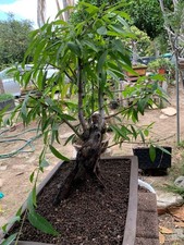 Old Peach Tree Ready to Bonsai #1