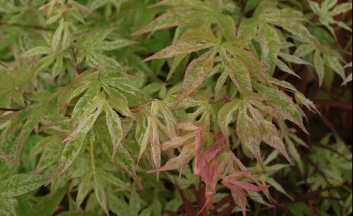 Japanese Maple UKIGUMO TREE Floating Cloud Maple