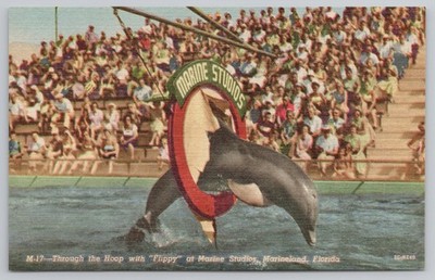 Through The Hoop With Flippy At Marine Studios Marineland Florida FL Postcard