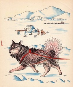 Vintage 1950s Sled Dog Print Wall Art A M Jauss Malamute Illustration 6073L