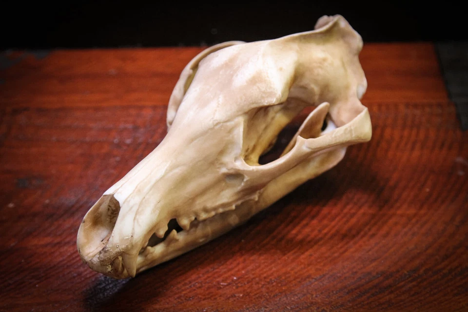 Tasmanian Tiger (thylacine) Skull -high quality replica-FREE world wide shipping - Bild 4 von 4