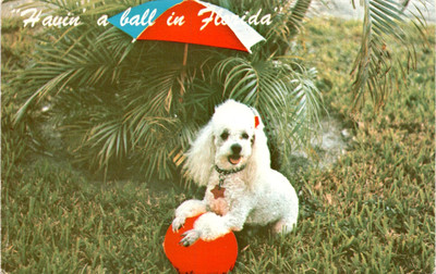Farida Poodles, Florida, Thasos, Delray, United States, John Gordash Postcard