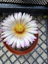 Astrophytum asterias Nudum Great Large Tufts 6” Pot Beautiful Large Flower!