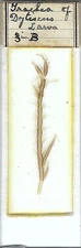 Trachea of Dytiscus Larva Microscope Slide