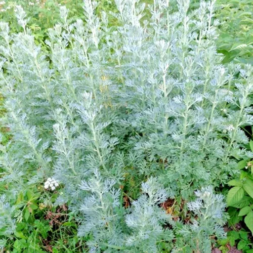 3000+ WORMWOOD ABSINTHE SEEDS PERENNIAL MOSQUITO PEST REPELLENT FREE SHIPPING