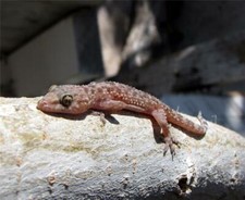 MEDITERRANEAN HOUSE GECKO REPTILE GLOSSY POSTER PICTURE BANNER PRINT PHOTO 7684