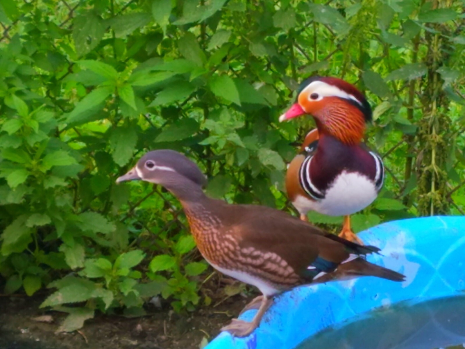 5 Mandarin Duck Hatching Eggs eBay
