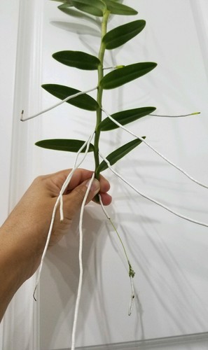 EPIDENDRUM CRUCIFIX ORCHID CUTTING - Picture 2 of 5