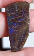 Ammolite  Ammonite Coated Stone 34.5x17.4x4.3mm 20614