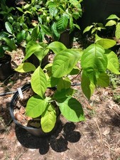 Rare South American Vine, Banisteriopsis C. Plant 1