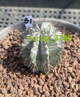 RareSucculent cactus plant Euphorbia horrida Garden beautiful Plants WYSIWYG