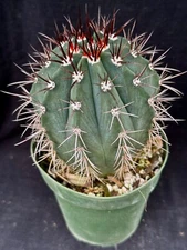 Melocactus ferreophylus, cephalium bearing cactus plant
