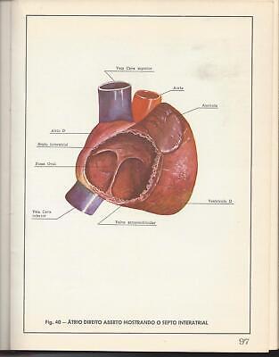 Kaufen Atlas De Anatomia Humana,Anatonie-Atlas D.Menschen,aus Brasilien Ca.1960