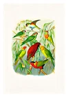 Reichenow Parrots 18 A4 High Quality Art Print