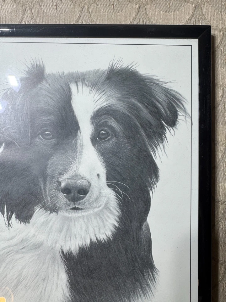 Pluma y tinta Rex Flood "Retrato de un perro Border Collie" - firmada y enmarcada Foto 3 de 4