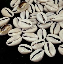50 Natural Cowrie Shell Beads Back Cut Seashell bulk sea shell 14mm - 18mm