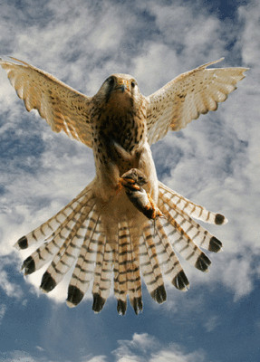 3 -D - Ansichtskarte: Jagender Turmfalke - Hunting Kestrel