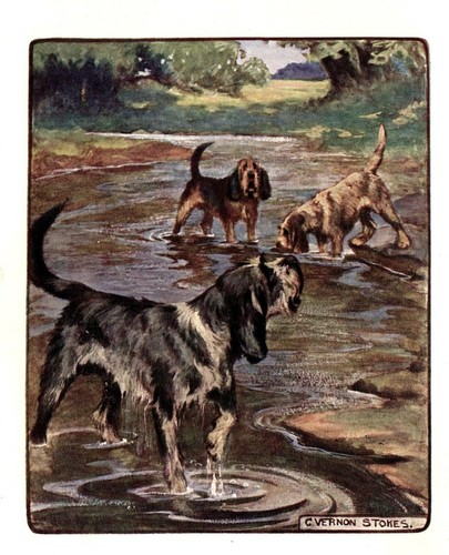 1906 Antique OTTERHOUND Print Vernon Stokes Dog Art Illustration 3937L