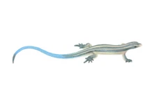 Blue-Tailed Skink Toy Lizard, Realistic Hand Painted Rubber Model 4" CH825 BB194