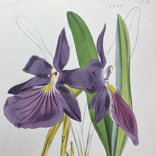 Antique 1849 Showy Miltonia Curtis Botanical Flower 4425 Purple Orchid Rare - Picture 7 of 12
