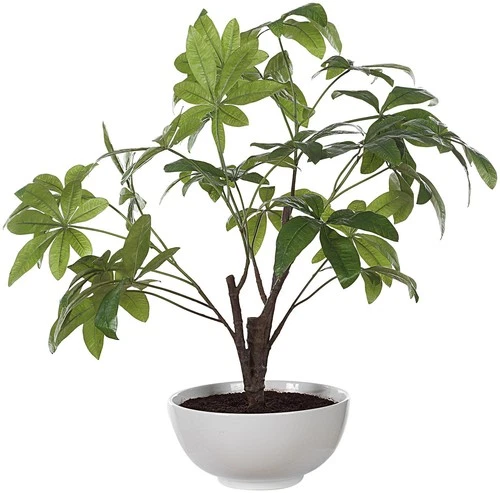 Uttermost 60225 Pachira Money 34-1/2" Tall Ceramic Faux Flora - White - Picture 2 of 5