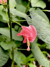 TURK'S CAP (7)Seeds PINK SLEEPING HIBISCUS  FLOWERS BUSH SHRUB
