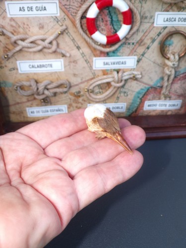 Vero pollo (Galus galus domesticus) teschio uccellino tassidermia - Foto 7 di 8