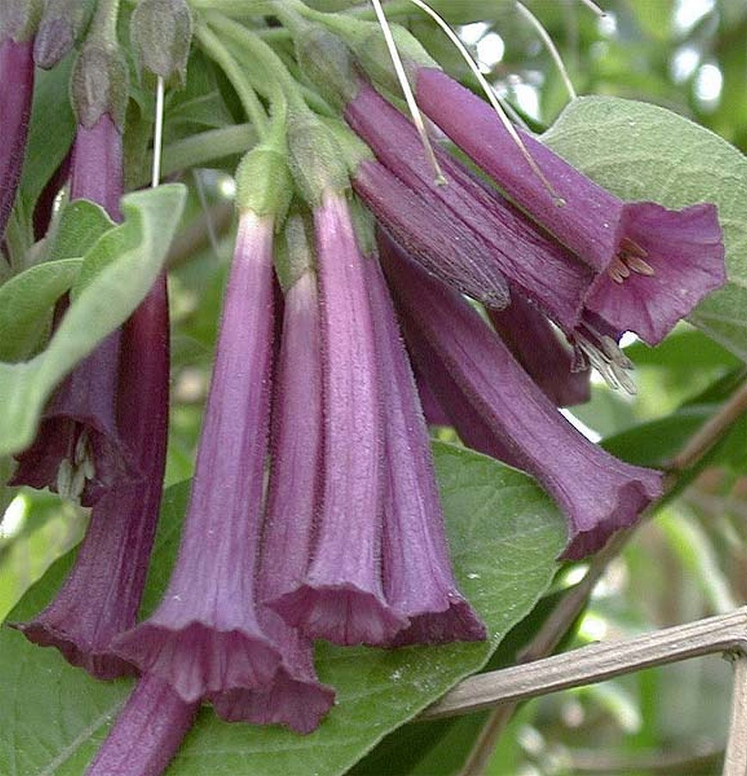 Arbuste rare IOCHROMA TUBULOSA collection botanique pour jardinier