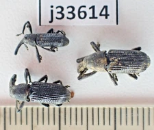 j33614. Insects, Curculionidae sp. Vietnam North