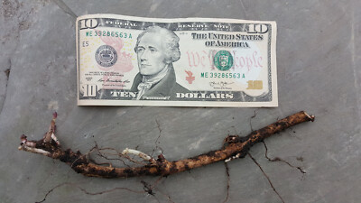 Organic hops rhizomes   Cascade, Centennial, Mt. Hood, Saaz - Michigan FRESH!