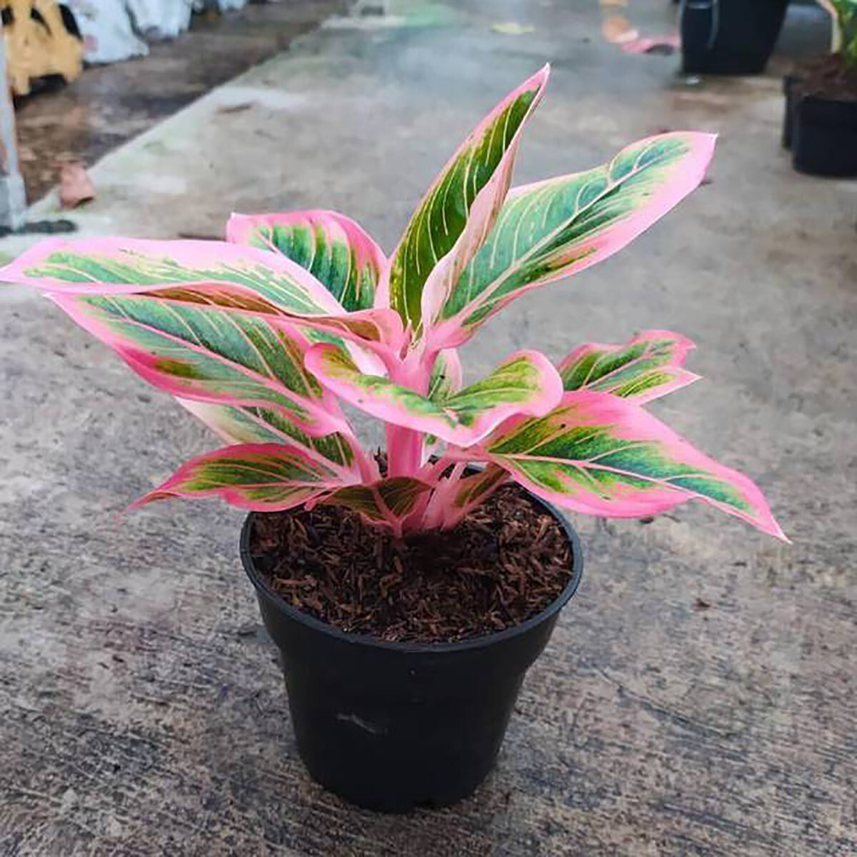 Aglaonema Lotus Delight Free Phytosanitary | eBay