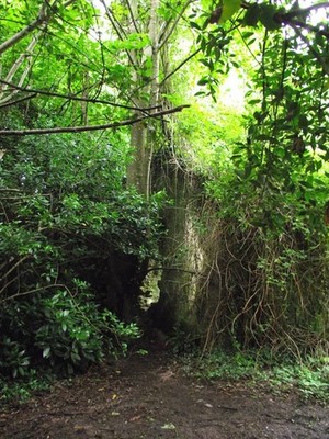 Photo A3 Overgrown cottage ruins Ballyannan Wood Midleton Mainister na C c2012