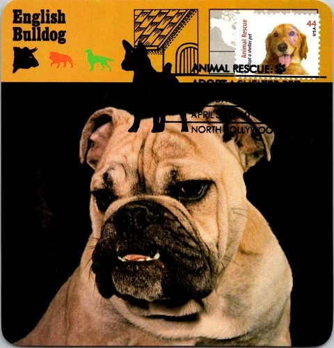 Dr Jim Stamps Maximum Card Animal Rescue Adopt A Pet 44C Fdc