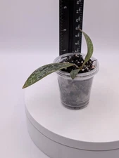 Hoya Sigillatis Albomarginata- Newly/Lightly Rooted Cutting 