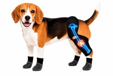 Dog Knee Brace for Hind Leg   ACL/CCL Support for Knee Cap Dislocation, 2