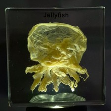 2.9" Real Jellyfish in Clear Lucite Resin Preserved Sea Marine Animal Collection