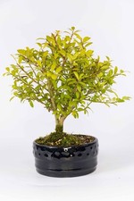 Japanese Holly Bonsai Tree (Ilex) – Small Leaf Evergreen – Outdoor – Approx. 20c