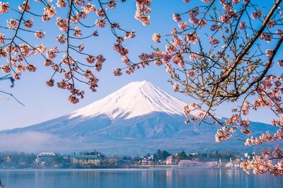 Mount Fuji and Cherry Blossoms Photo Photograph Laminated Poster 24x36
