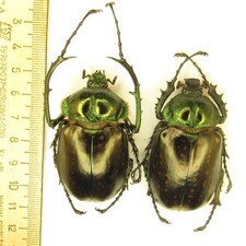 Cheirotonus for collectors | large Euchiridae