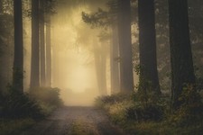 Landscape nature mist fall dirt road shrubs forest Custom Gaming Mat Desk