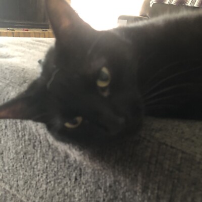 Black Cat cat hair
