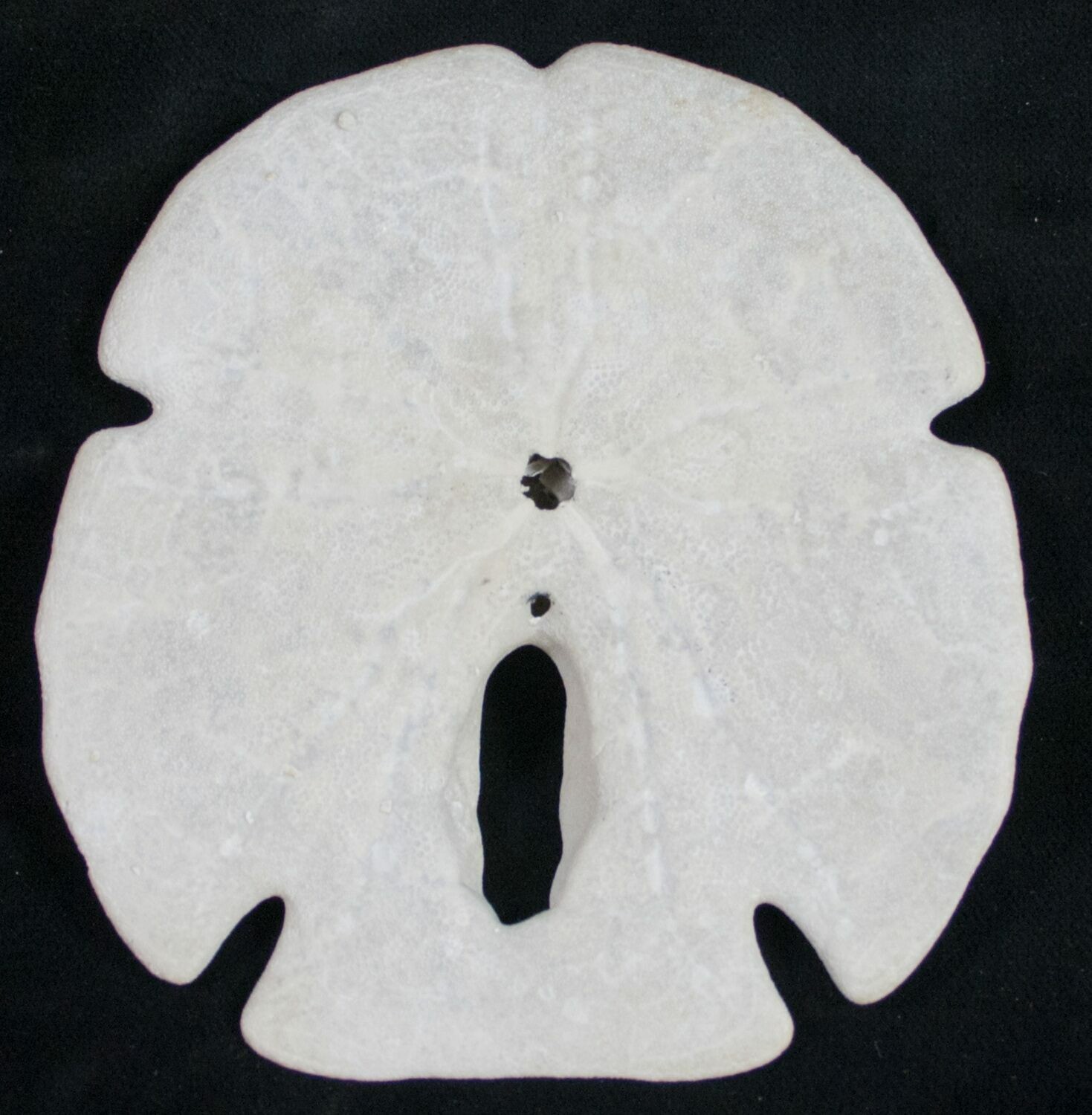 White Shell Arrow Head 100 PCS WHITE ARROWHEAD SAND DOLLAR SEA SHELL 3