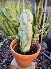 Beautiful Totem Pole Cluster Lophocereus Monstrosus Healthy Rare Exotic