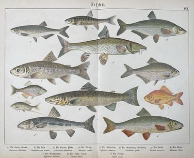 Antique Graphic Fauna: Fish Salmon Trout Gold Carp - Lithograph Circa 1880