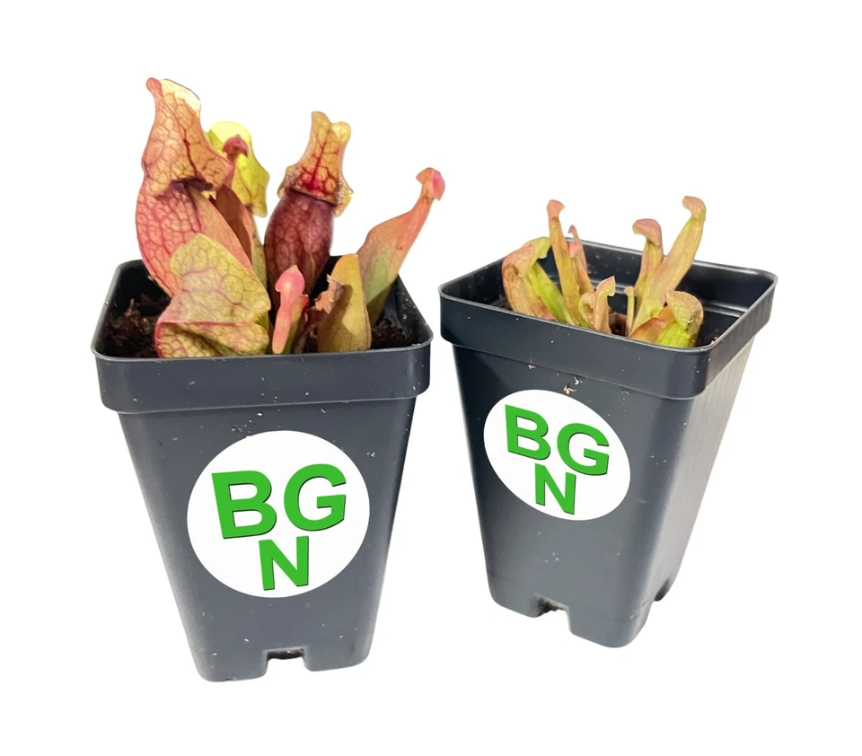 Planta jarro roxo - Sarracenia purpurea var. venosa - Planta carnívora - Imagem 4 de 4