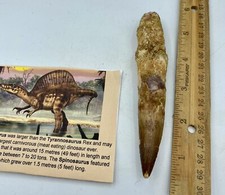 Huge Spinosaurus 5 1/4” Tooth Dinosaur Fossil before T Rex Cretaceous AC14