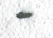 Bundeswehr: Abzeichen Pin Anstecknadel Kanonenjagdpanzer Jaguar(144-2)