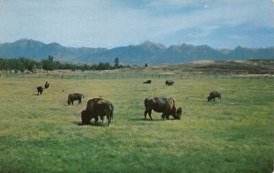 Moise MT Western Montana National Bison Range Buffalo Animal Vtg Postcard T10